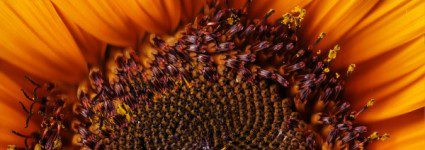 kinderwens, roze ouderschap, kinderloos